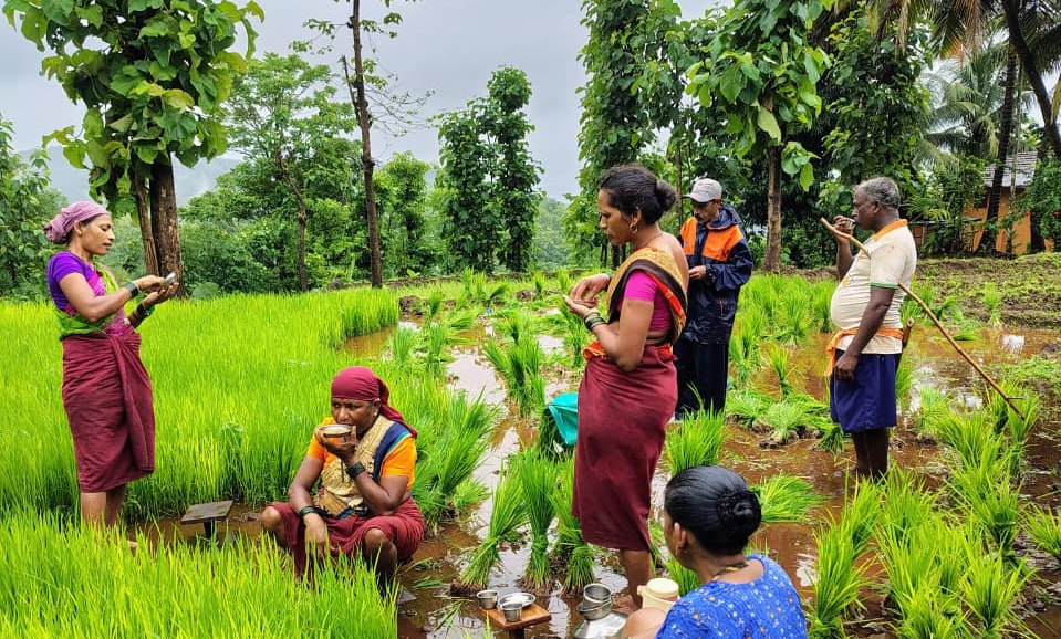 कोकणातील पारंपरिक भात लावणी – पावसाशी आणि मातीशी जोडलेली शेतीची परंपरा
